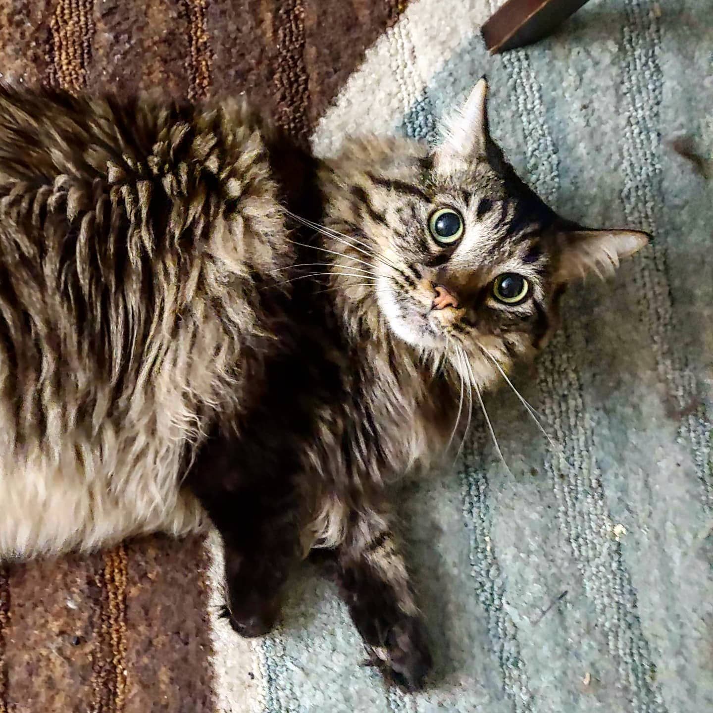 Image of Dr. Linus Meow Pauling