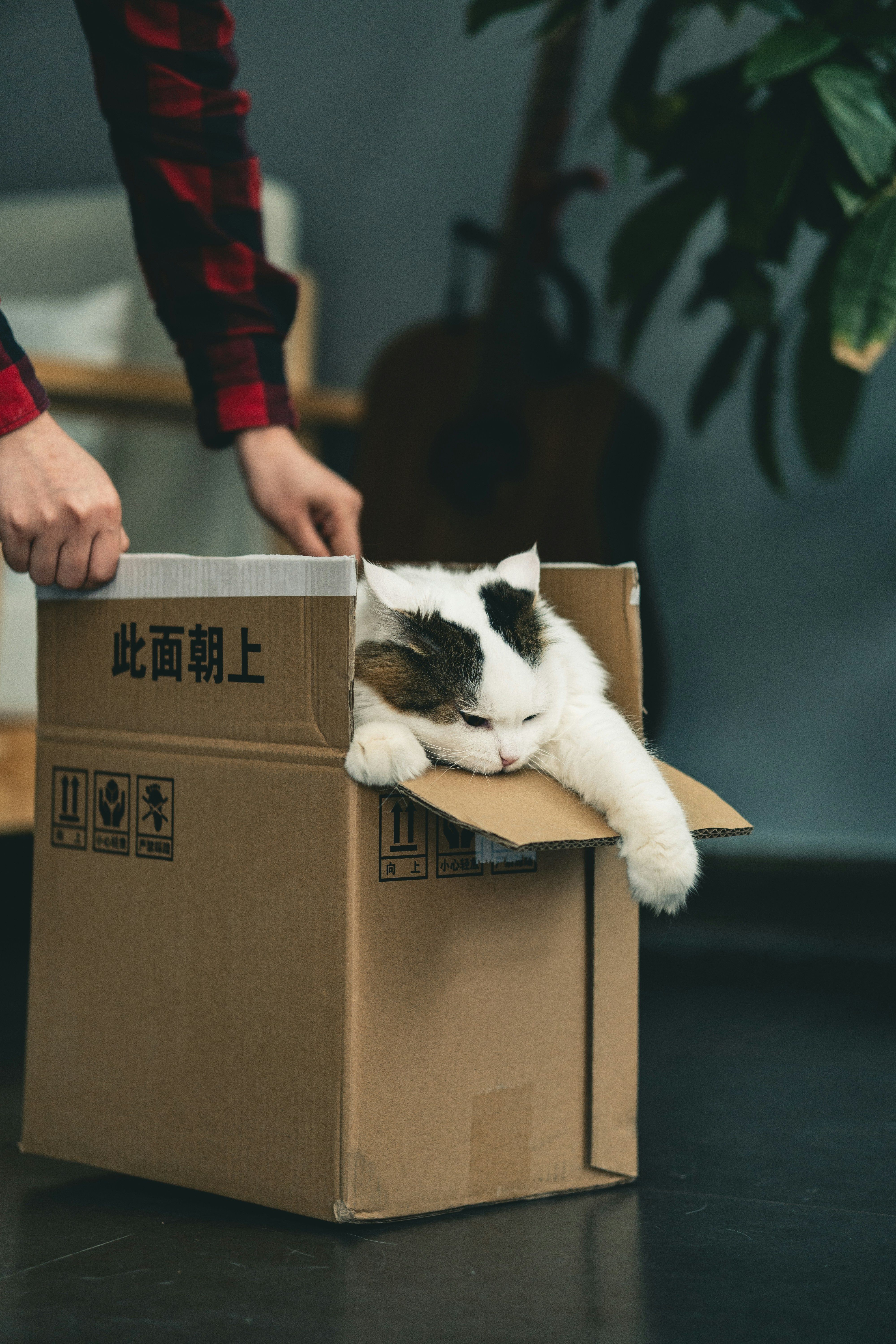 A non compliant kitty in a non OCI compliant container. Photo by Jiawei Zhao on Unsplash