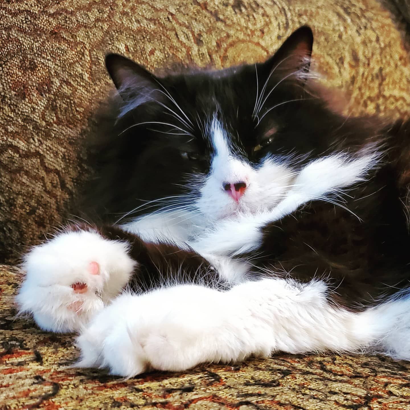 Image of Mister Mistofflees